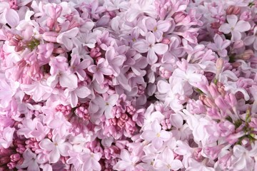 Many beautiful lilac flowers as background, above view