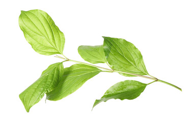 One branch with green leaves isolated on white