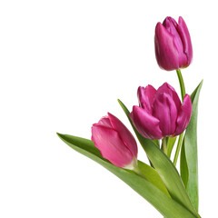 Beautiful colorful tulips isolated on white. Spring flowers