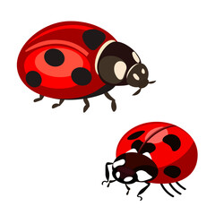 Obraz premium insect ladybug red with black spots vector