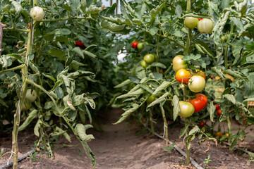 Wilted tomato bushes in a greenhouse during a summer drought. The new tomatoes on the bush in the...