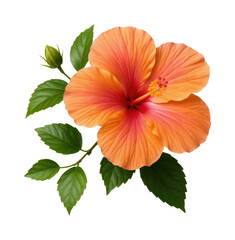 Fototapeta premium Vibrant Orange Hibiscus Flower Against Lush Green Leaves, Showcasing Natural Beauty and Serene Elegance, Isolated on Transparent and White Background