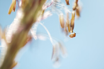 Chrysopogon aciculatus is a species of grass native to the tropics of Asia, Polynesia and Australia...