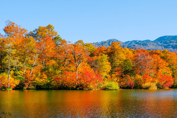 Fototapeta premium 鎌池 秋 紅葉