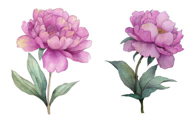 pink carnation flowers