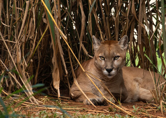 a puma rests hidden among the dry vegetation and facing the camera
