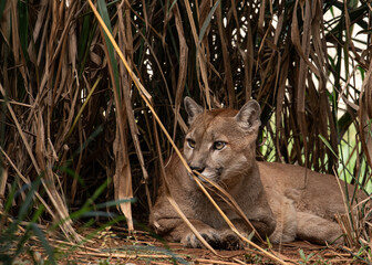 a puma rests hidden among the dry vegetation and facing the camera