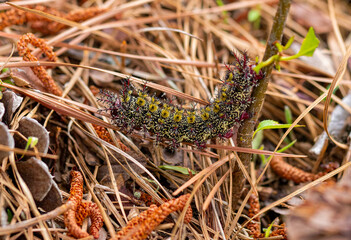 The caterpillar buck moth (Hemileuca maia) a few hours before pupation.
