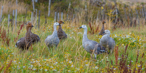 Patagonian geese relaxing in the flowers - 2