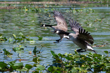 Two Canada geese landing in a vegetaion filled lake