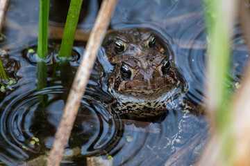 Mating pair of American toads partially submerged in water surrounded by reeds