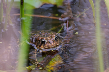 American toad mostly submerged in water among reeds