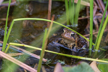 American toad partialy submerged in water among reeds