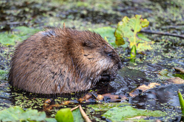 Muskrat nibbling on vegetaion while standing in the shallow water of a lake