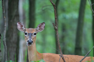 white-tail deer chewing cud while looking at camera with blurred out forest in background