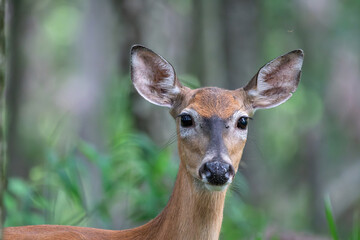 White-tailed deer with blurred forest background