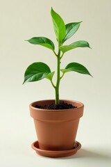 A healthy plant being moved from one pot to another , indoor gardening, healthy