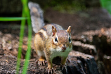 Close up of eastern chipmink on old stump
