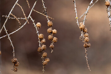 tiny pinecones on branch
