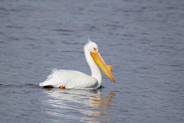 white american pelican swimming