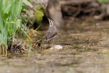 northern waterthrush