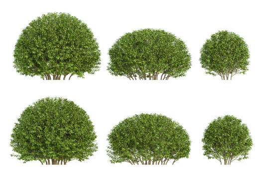 Elaeagnus pungens 3d plant in different view on transparent background, png illustration