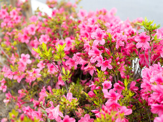 雨に濡れたツツジの花