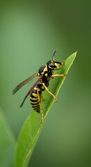 Striped Wasp on a Green Leaf Macro Photography: A Detailed Close-Up of a Yellowjacket Insect