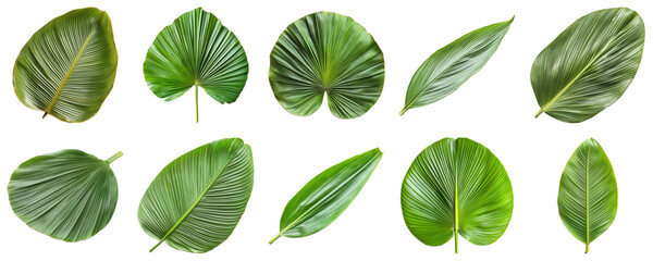 Various Tropical Leaves on White Background Showcasing Unique Shapes and Textures of Nature Greenery. Large Multiple Plant and Nature Collection Set Isolated on Transparent Background
