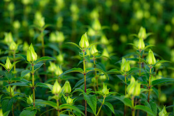 American mint blooms with bright flowers