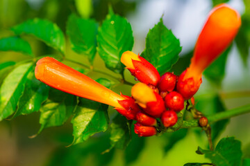 The soaring flowers blooming in the garden