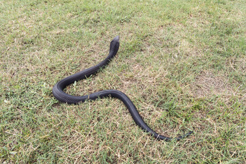 Venomous snake dangerous neurotoxin. Back of Black Brown Banded Cobra - Naja fuxi on the green grass.