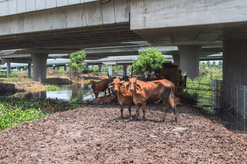 Cows on muddy ground from rain in a roadside pen under rural expressway bridge with natural canal water at Nakhon Chai Si Thailand.