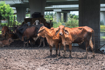 Cows on muddy ground from rain in a roadside pen under rural expressway bridge with natural canal water at Nakhon Chai Si Thailand.