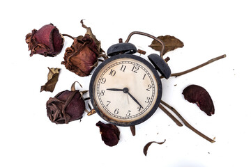 The fading of time or aging days concept. Three Red rose that has withered and faded to a deep brown. old abandoned Black alarm clock analog classic style is rusty and dirty on white background.