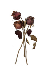 Three red rose that has withered and faded to a deep brown over time on white background.