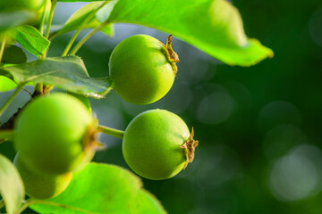 In spring, walnut trees are covered with green walnuts