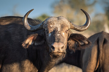 Cape Buffalo - Kruger National Park - South Africa