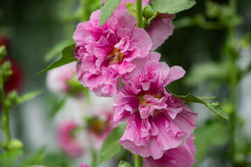 Colorful and beautiful hibiscus flowers bloom in summer