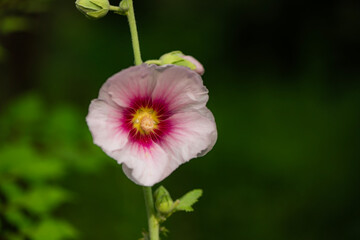Colorful and beautiful hibiscus flowers bloom in summer