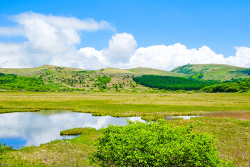 八島ヶ原湿原　初夏