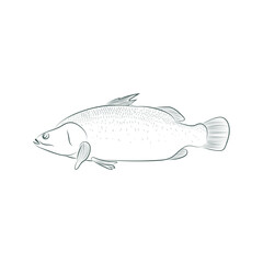 Hand-Drawn Fish Illustration – Detailed Line Art of a Freshwater Fish
________________________________________
