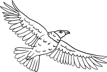 Andean Condor Bird Flying Line Art Outline Vector Drawing