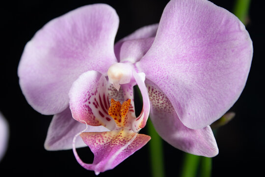 Orquidia Phalaenopsis purpura