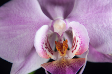 Orquidia Phalaenopsis purpura