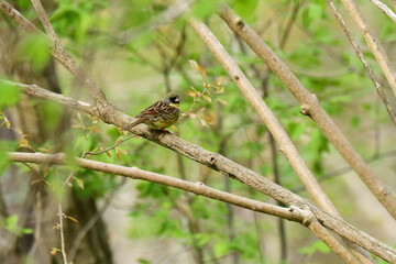 枝に止まる春のアオジ