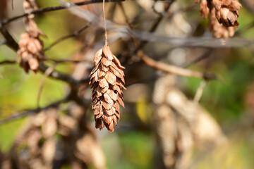 秋のサワシバの実