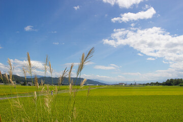 ススキと稲穂
