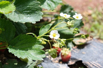 wild strawberry in the garden