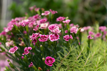 Fototapeta premium Cluster of vivid pink dianthus flowers in full bloom